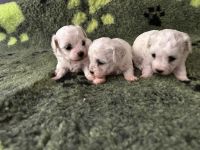 dziewczynki - 4 tygodnie